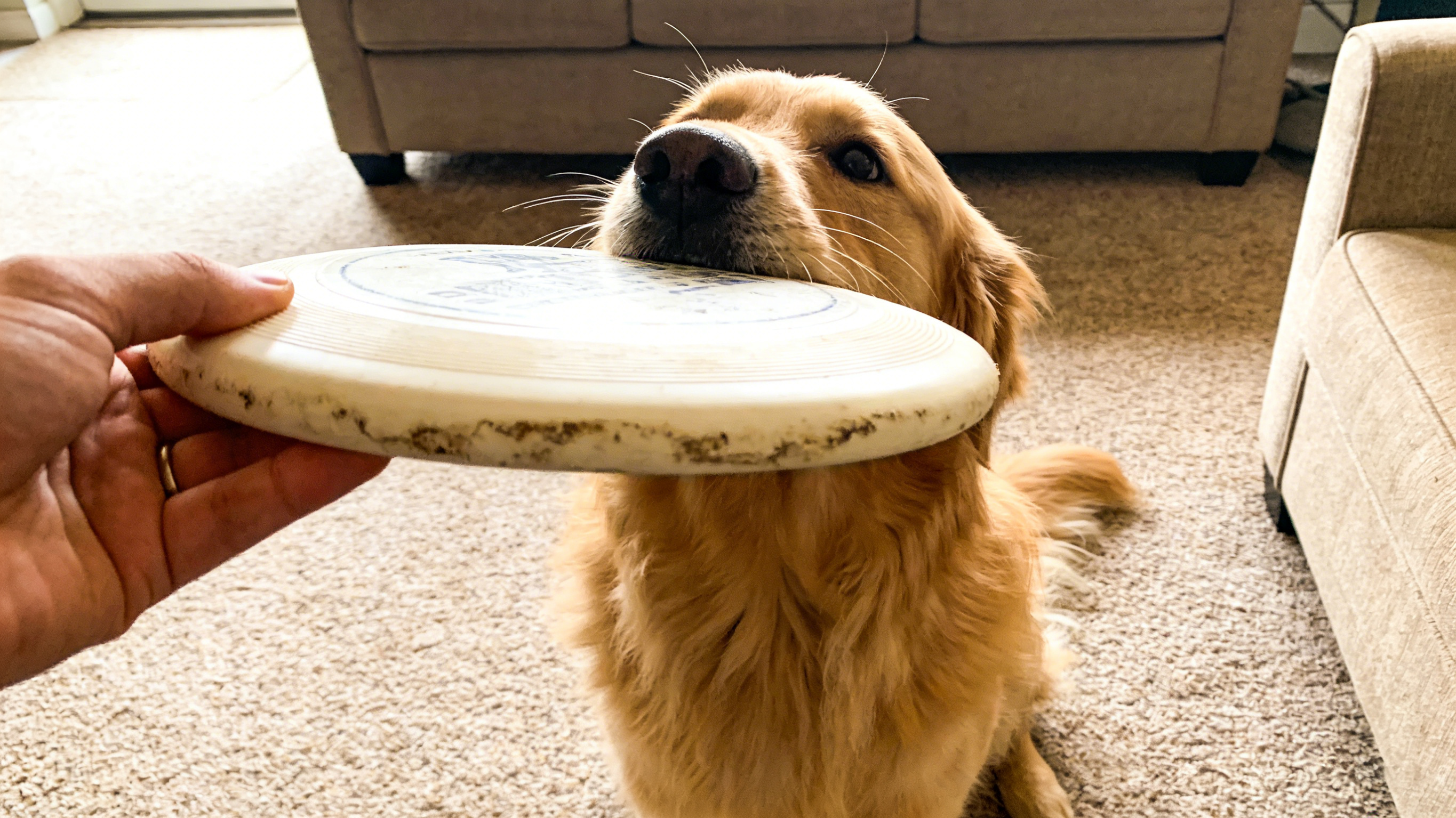 Choosing Your First Pet: A Beginner's Guide